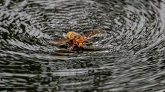 Hornisse schwimmt um ihr Leben ....