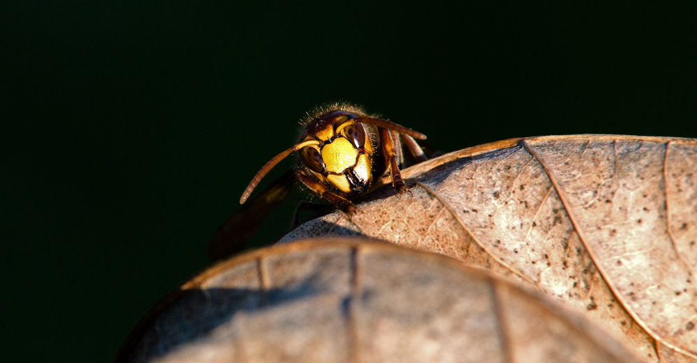 Hornisse (Tamron 70-200 2,8)