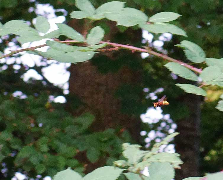 Hornisse über Brombeeren