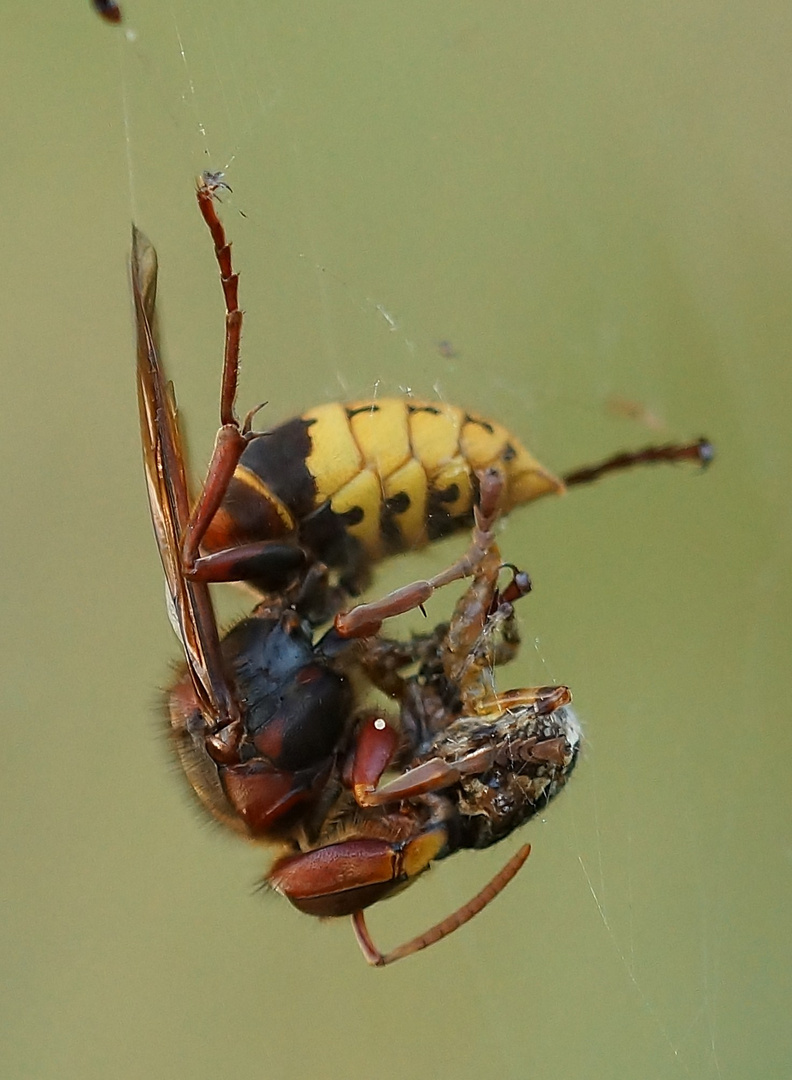 Hornisse überrascht Kreuzspinne