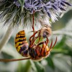 Hornisse überwältigt eine Wildbiene (Vespa crabo)