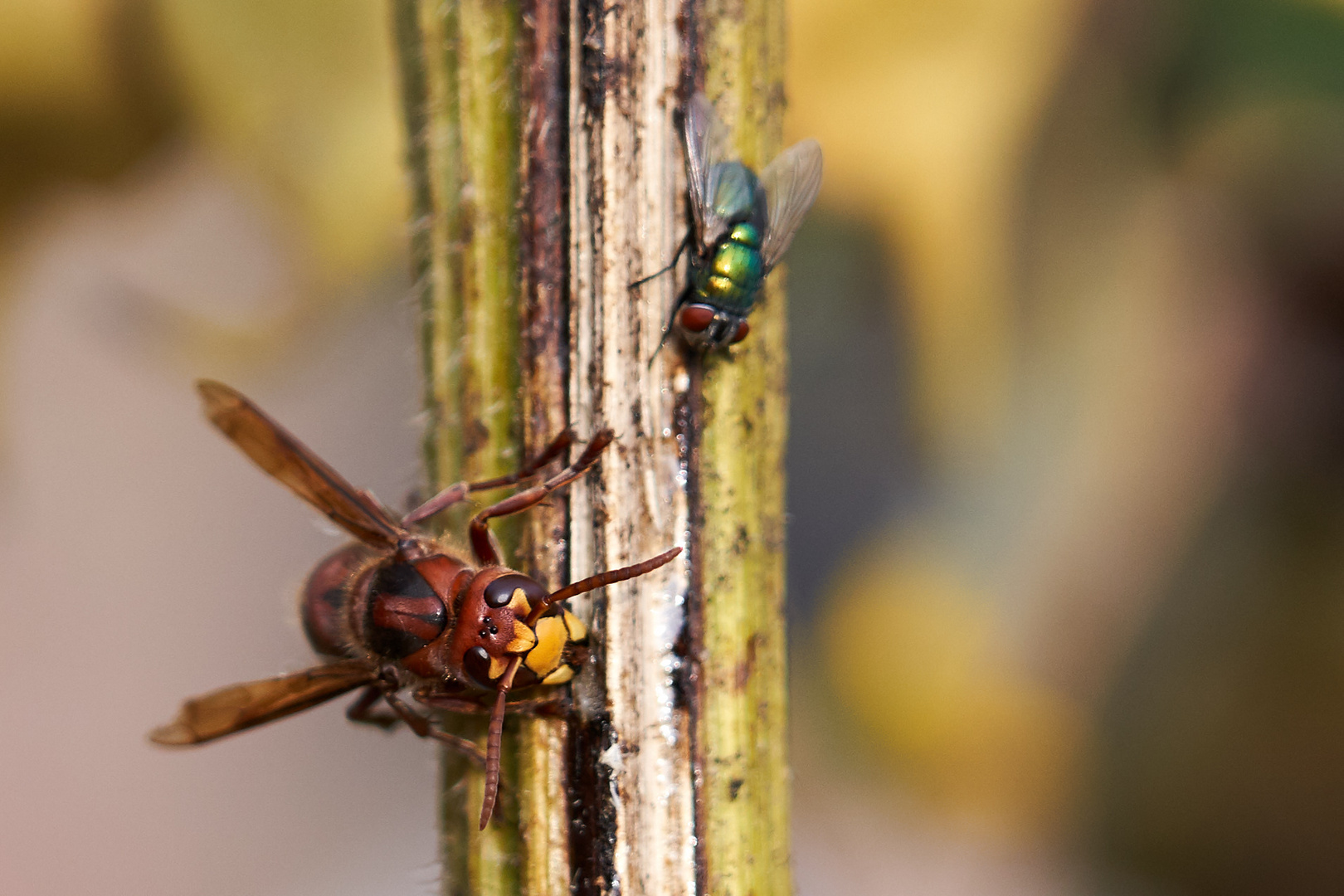 Hornisse und Fliege