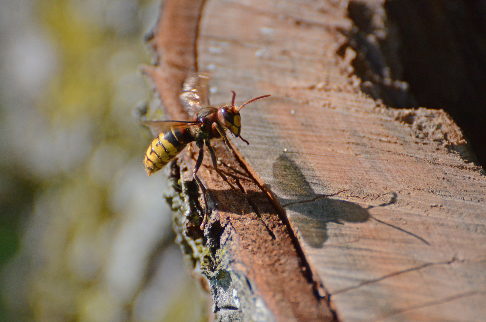 Hornisse und ihr Schatten