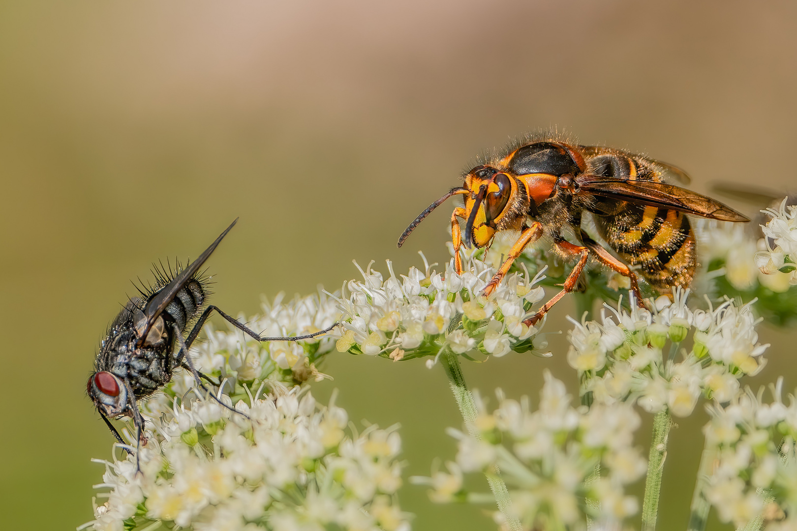 Hornisse und Raupenfliege (Dinera ferina)