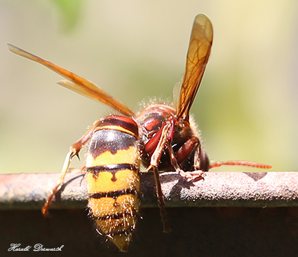 Hornisse (Vespa crabo)