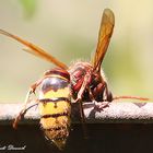 Hornisse (Vespa crabo)