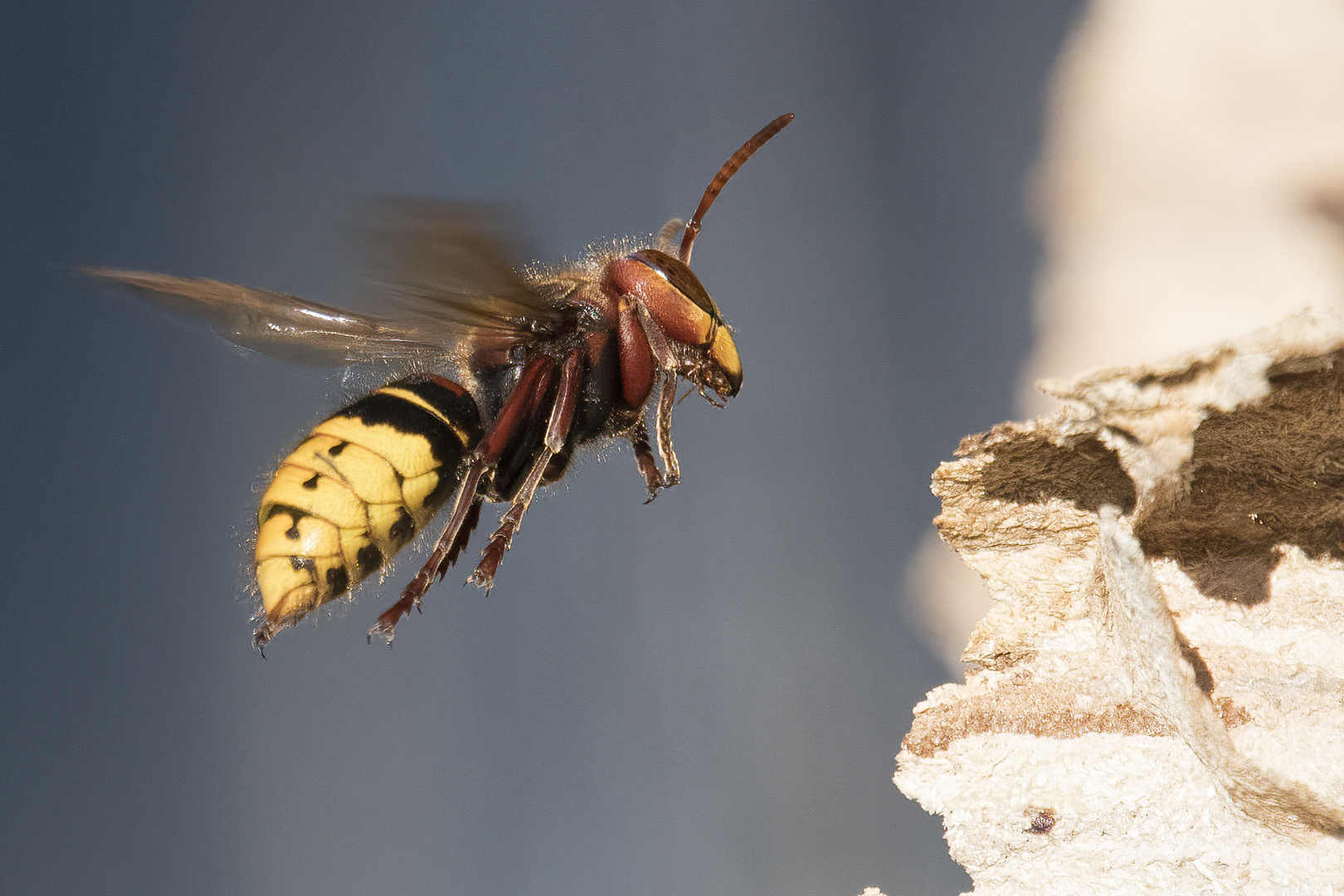 Hornisse ( vespa crabo ) im Anflug