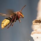 Hornisse ( vespa crabo ) im Anflug