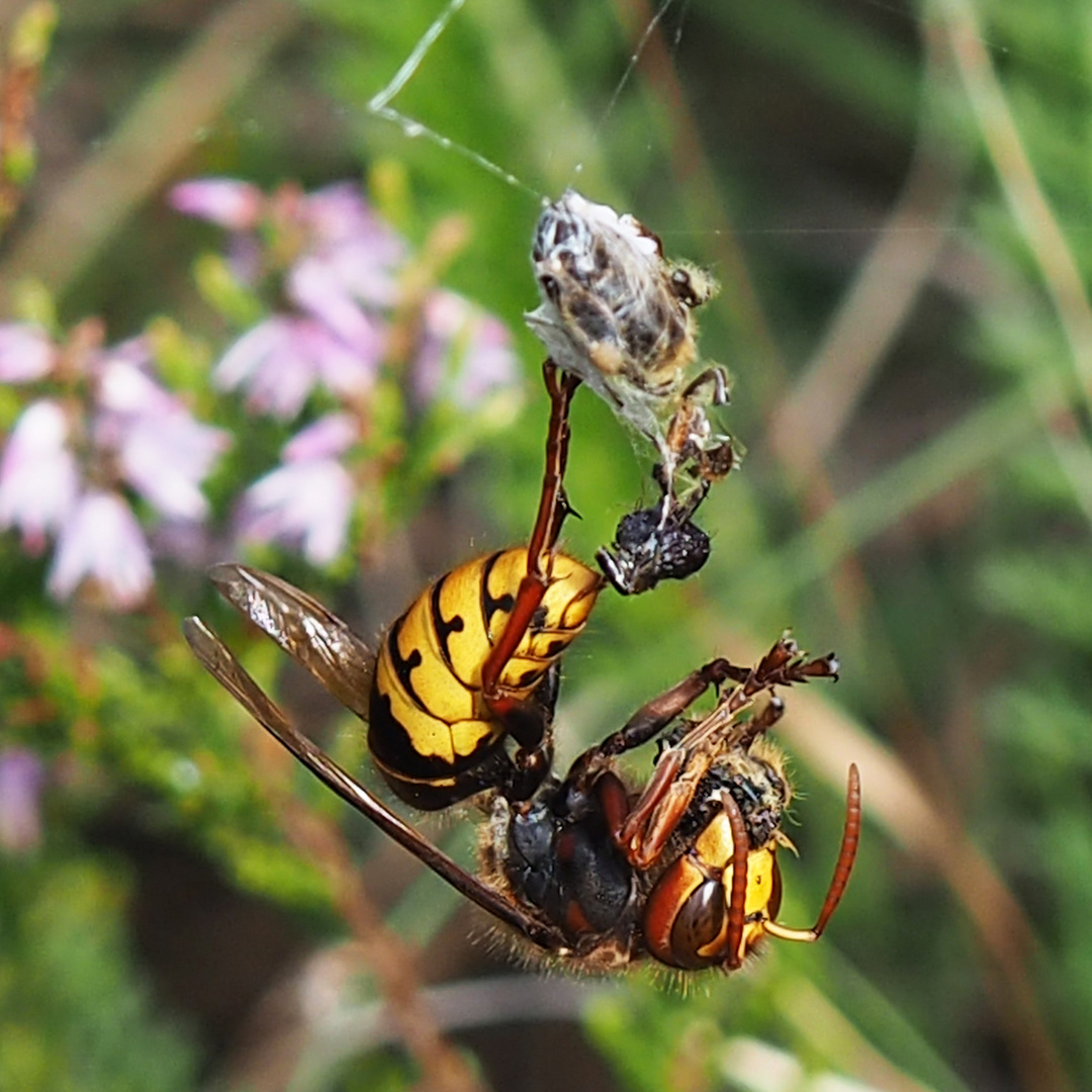 Hornisse (Vespa crabra)