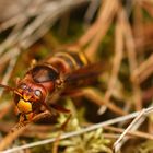 Hornisse (Vespa crabro)