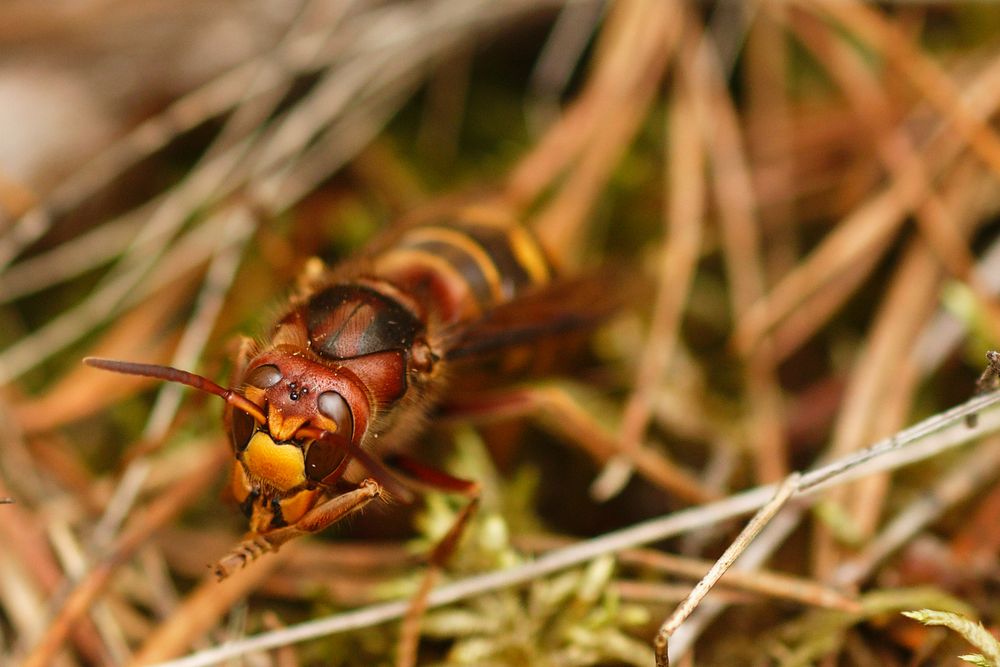 Hornisse (Vespa crabro)