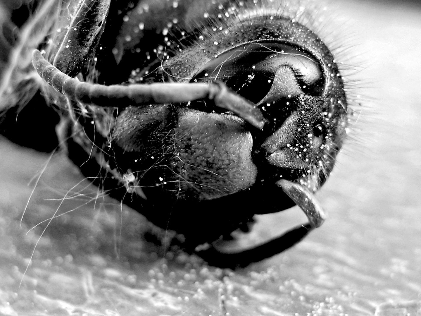 Hornisse (Vespa crabro)