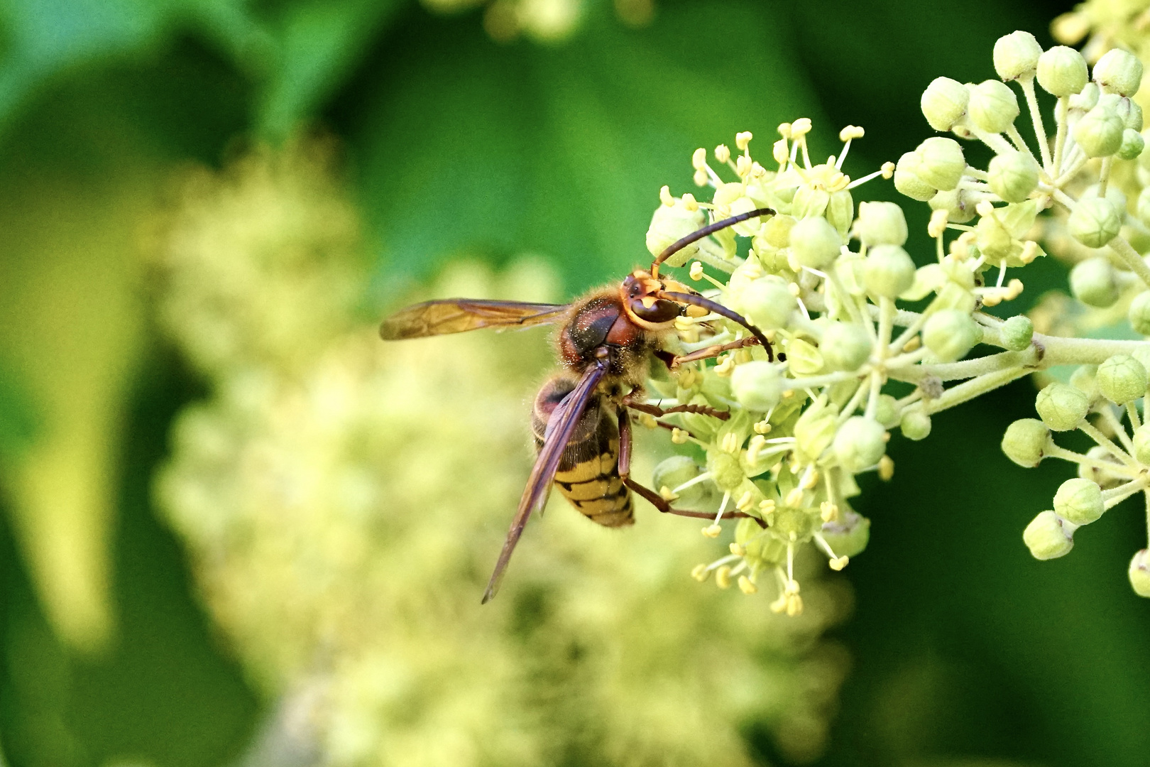 Hornisse (Vespa crabro)