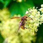 Hornisse (Vespa crabro)