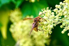 Hornisse (Vespa crabro)