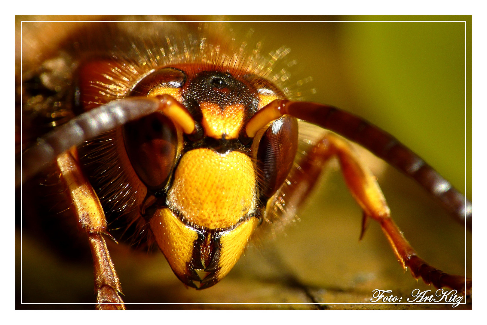 Hornisse (Vespa crabro)