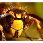 Hornisse (Vespa crabro)