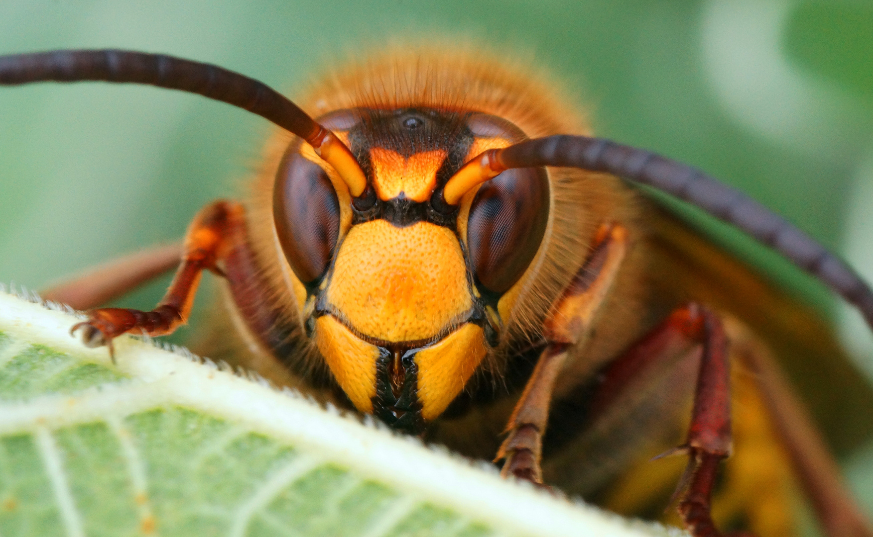 Hornisse (Vespa crabro)