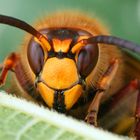 Hornisse (Vespa crabro)