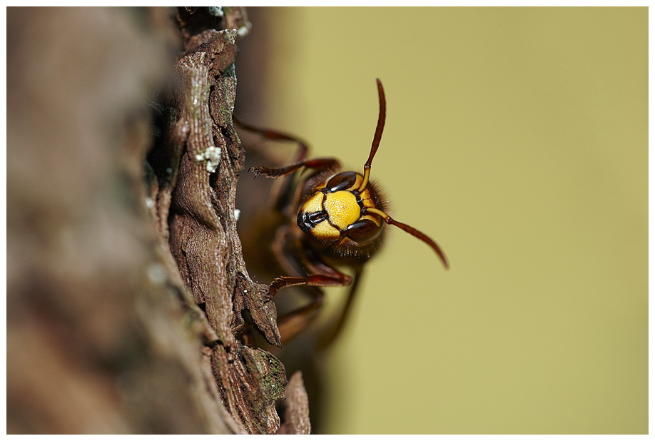 Hornisse (Vespa crabro)