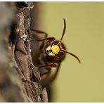 Hornisse (Vespa crabro)