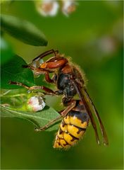 Hornisse - Vespa crabro