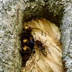 Hornisse (Vespa crabro)