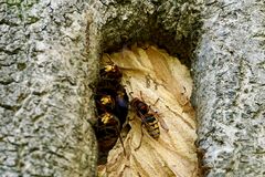 Hornisse (Vespa crabro)