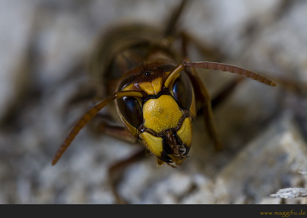 Hornisse (Vespa crabro)