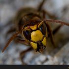 Hornisse (Vespa crabro)