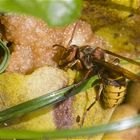 Hornisse (Vespa crabro)