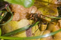 Hornisse (Vespa crabro)