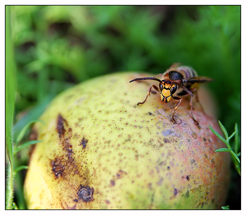 Hornisse (Vespa crabro)