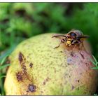 Hornisse (Vespa crabro)