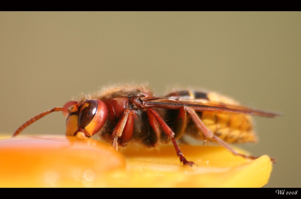 Hornisse ( Vespa crabro )