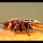 Hornisse ( Vespa crabro )