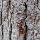 Hornisse (Vespa crabro)