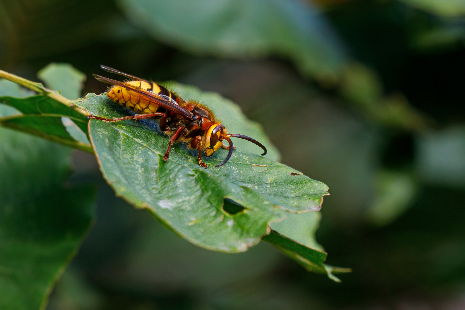 Hornisse (Vespa crabro)