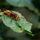 Hornisse (Vespa crabro)