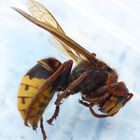 Hornisse (Vespa crabro)