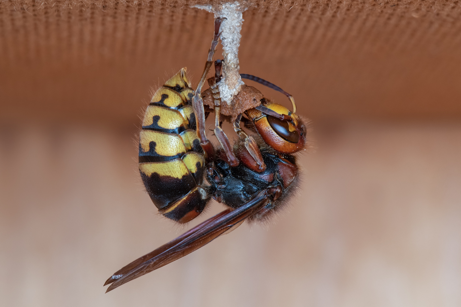 Hornisse (Vespa crabro)  