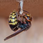 Hornisse (Vespa crabro)  