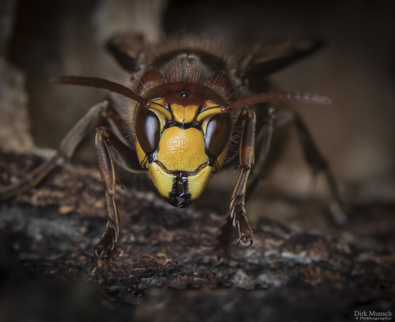 Hornisse- Vespa crabro