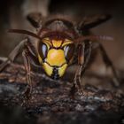 Hornisse- Vespa crabro