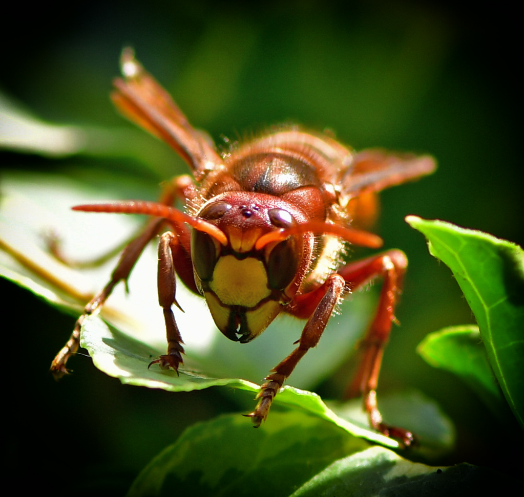 Hornisse (vespa crabro)