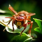 Hornisse (vespa crabro)