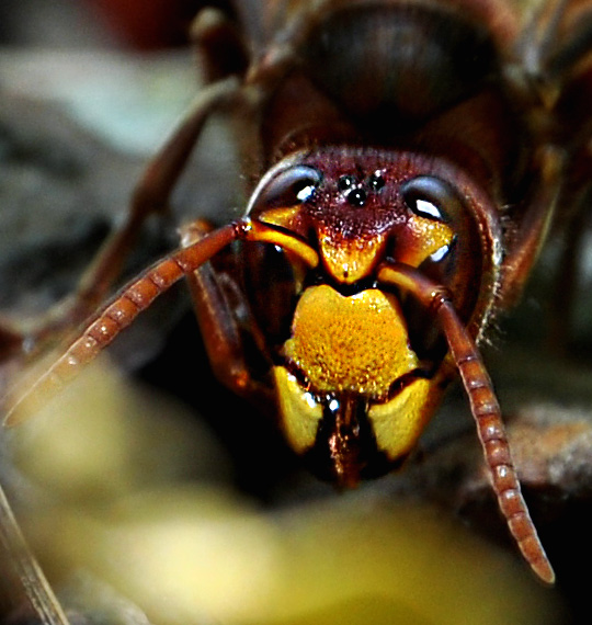 Hornisse (Vespa crabro)