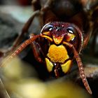 Hornisse (Vespa crabro)