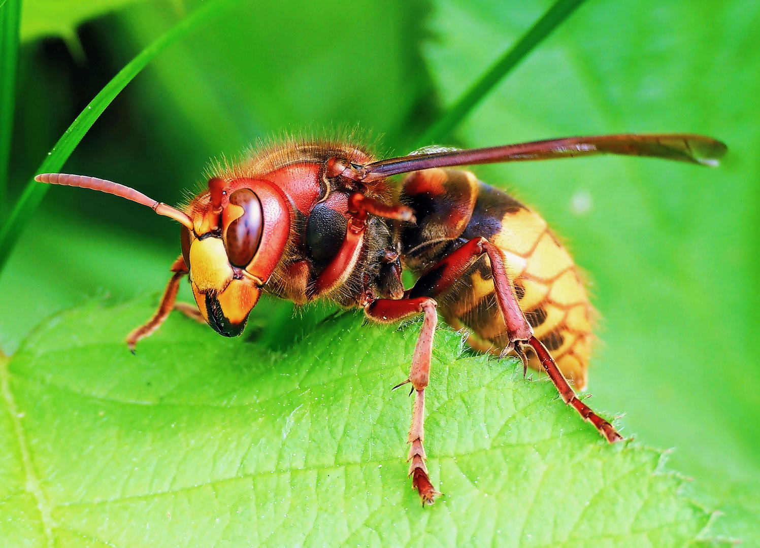 Hornisse (Vespa crabro)