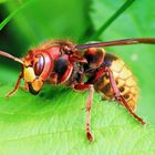 Hornisse (Vespa crabro)